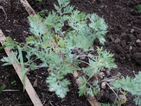 36.	Abrótano (Artemisia abrotanum)
Data da fotografia: 08/05/2018
Utilidade/ função na horta: Planta medicinal, utilizada como vermífugo. Usam-se os seus raminhos nos roupeiros para repelir as traças. Propriedades repelentes sobre as pragas.